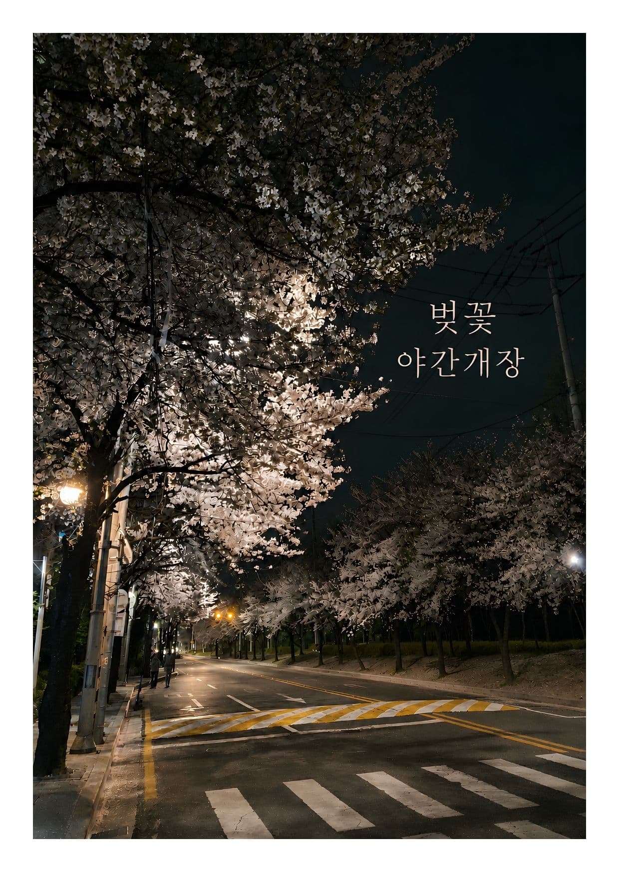 벚꽃 야간개장